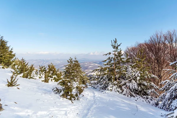 Bonita Paisagem Montanha Nevada Inverno Com Pinheiros Bulgária Vitosha Mountain — Fotografia de Stock