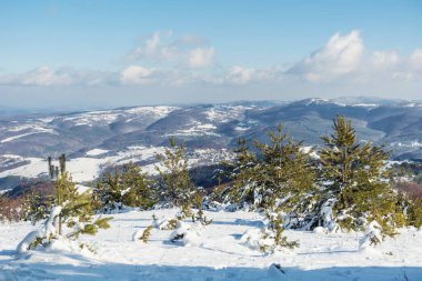 Bulgaristan 'dan Çam Ağaçları ve Vitosha Dağı' yla Güzel Karlı Dağ manzarası