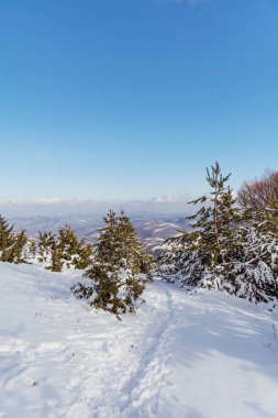 Bulgaristan 'dan Çam Ağaçları ve Vitosha Dağı' yla Güzel Karlı Dağ manzarası