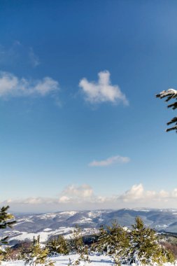 Bulgaristan 'dan Çam Ağaçları ve Vitosha Dağı' yla Güzel Karlı Dağ manzarası