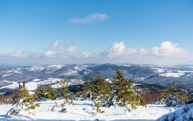 Bulgaristan 'dan Çam Ağaçları ve Vitosha Dağı' yla Güzel Karlı Dağ manzarası