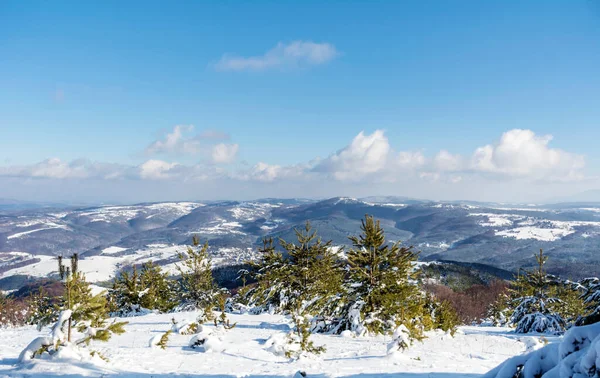 Bonita Paisagem Montanha Nevada Inverno Com Pinheiros Bulgária Vitosha Mountain — Fotografia de Stock