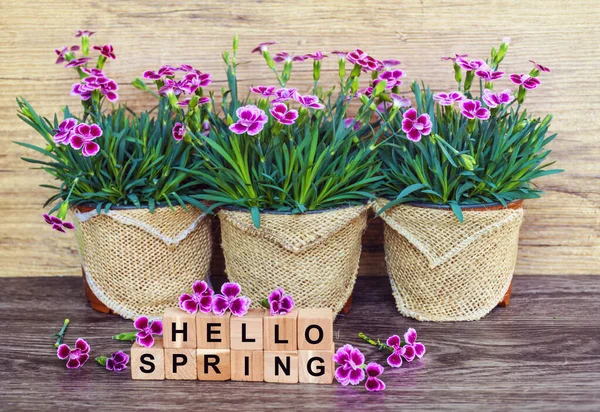 Rózsaszín Szegfű Virágok Cserépben Hello Spring Üzenet Tavaszi Üdvözlőlap — Stock Fotó