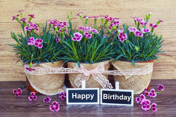 Rózsaszín Szegfű Virágok Boldog Születésnapot Üzenet — Stock Fotó