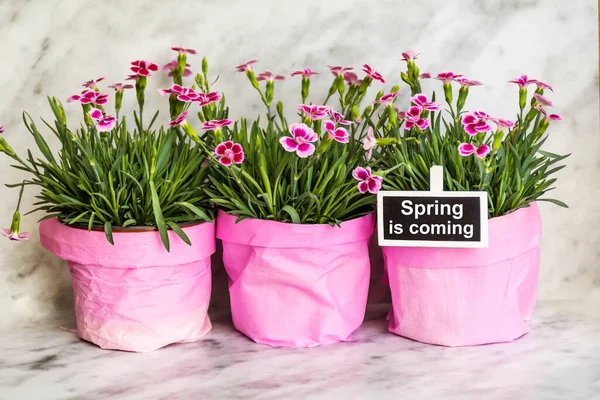 Rózsaszín Szegfű Virágok Cserépben Tavasz Jön Üzenet Tavaszi Üdvözlőlap — Stock Fotó