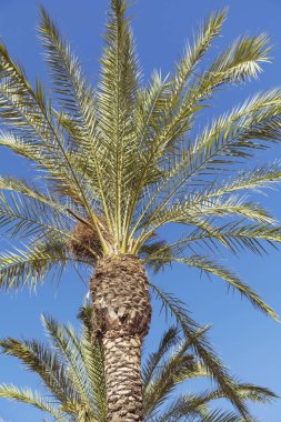 Güzel Tropikal Arkaplan Mavi Gökyüzünde Palmiye Ağacı