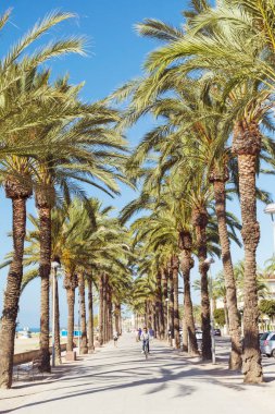 Güzel Tropikal Arkaplan Mavi Gökyüzünde Palmiye Ağacı