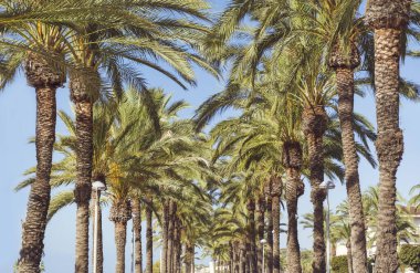 Güzel Tropikal Arkaplan Mavi Gökyüzünde Palmiye Ağacı