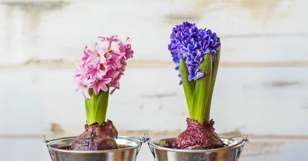 Roze Blauwe Hyacint Bloemen Een Pot Een Witte Houten Achtergrond — Stockfoto