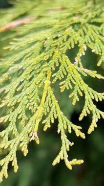 Yeşil çam dalları arkaplanı kapatın