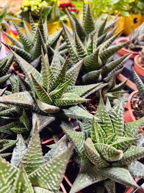 Saksıda Sulu Çiçekler. Yeşil Zebra bitkileri veya Haworthia fasciata 