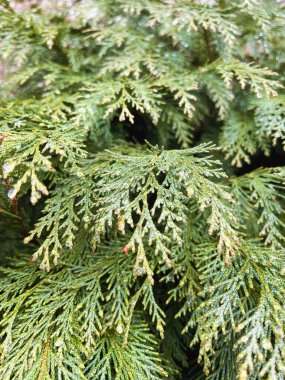 Yeşil çam dalları arkaplanı kapatın