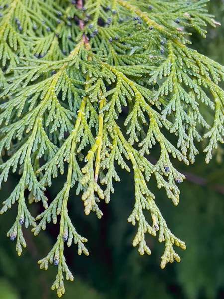 Green Pine Branches Close Background — Stock Photo, Image