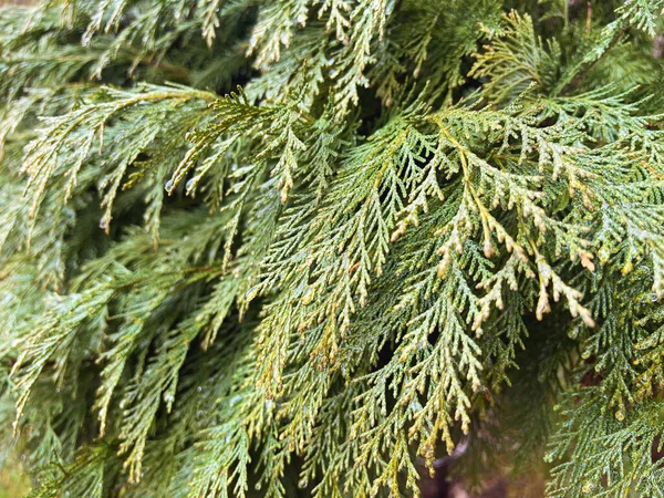 Green Pine Branches Close Background — Stock Photo, Image