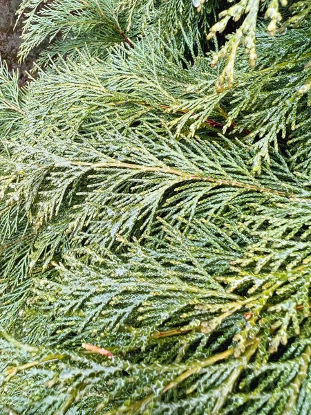 Green Pine Branches Close Background — Stock Photo, Image