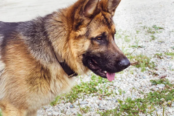 Alman Çoban Köpeği Yaklaş Kameraya Bak — Stok fotoğraf