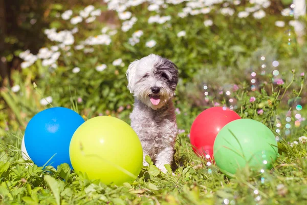 Biały Hawański Pies Świętuje Swoje Urodziny Parku Balonami — Zdjęcie stockowe