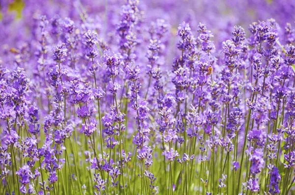 紫丁香花开花结果 — 图库照片