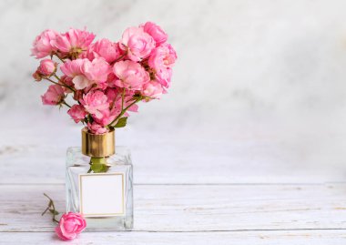 Bir gözü evde lastik oyuncaklarla oynayan kıdemli beyaz havyan köpeği.