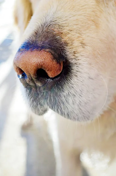 Close Golden Retriever Dog Wet Nose — Stock Photo, Image