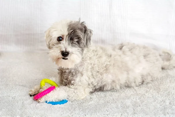 Senior White Havanese Dog One Eye Playing Rubber Toy Home — Stock Photo, Image