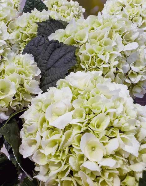 Virágzó Fehér Hydrangea Virág Virágok Piacán — Stock Fotó