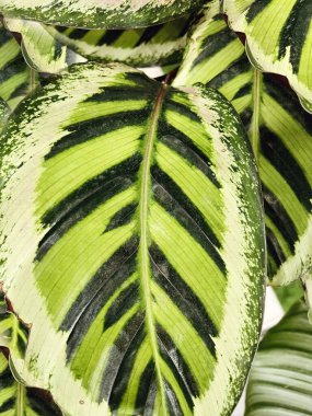 Taze yeşil yapraklar bitki arka planı