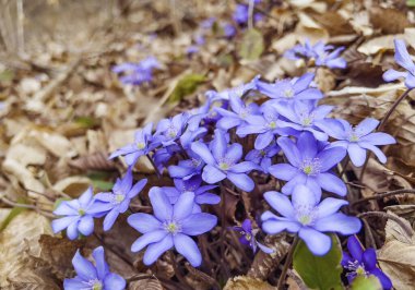 Orman arka planında mavi ilkbahar hepatika çiçekleri. Kapat.