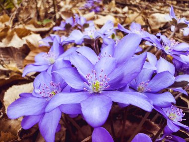 Orman arka planında mavi ilkbahar hepatika çiçekleri. Kapat.