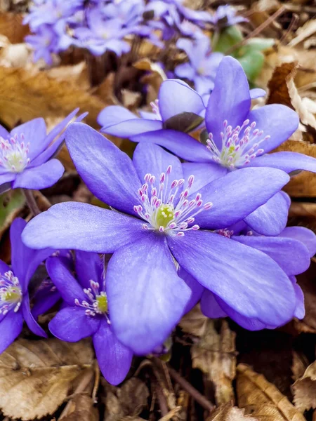 在森林的背景上 蓝色的春天的七叶花 靠近点 — 图库照片