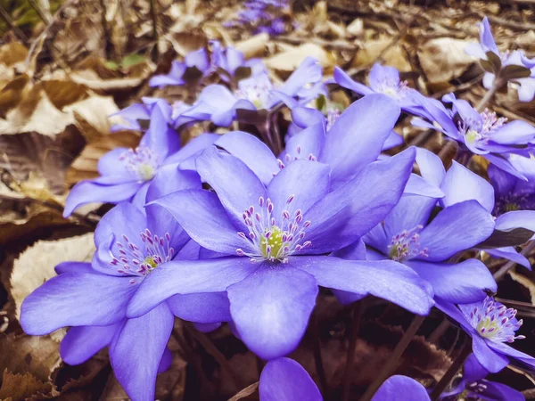 在森林的背景上 蓝色的春天的七叶花 靠近点 — 图库照片