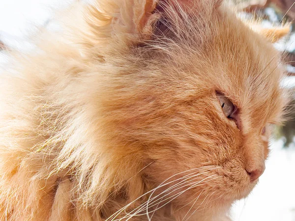 Großaufnahme Einer Orangefarbenen Katze Mit Grünen Augen Die Draußen Vor — Stockfoto