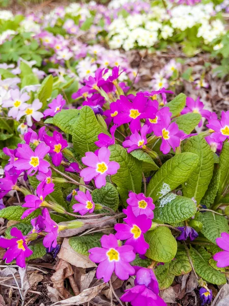 Primrózsa Virágzik Tavaszi Kertben — Stock Fotó