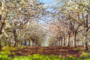 Bulgaristan 'da İlkbaharda Kiraz Bahçesinde Çiçek Açan Kiraz Ağaçları