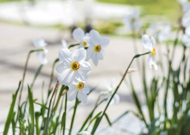 Bahar bahçesinde açan Beyaz Narcissus Çiçekleri, Bahar Çiçekleri