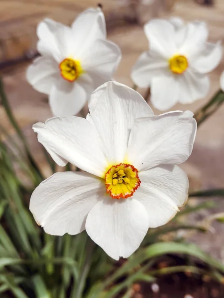 Vita Narcissus Blommor Blommar Vårträdgård Vårblommor Bakgrund — Stockfoto