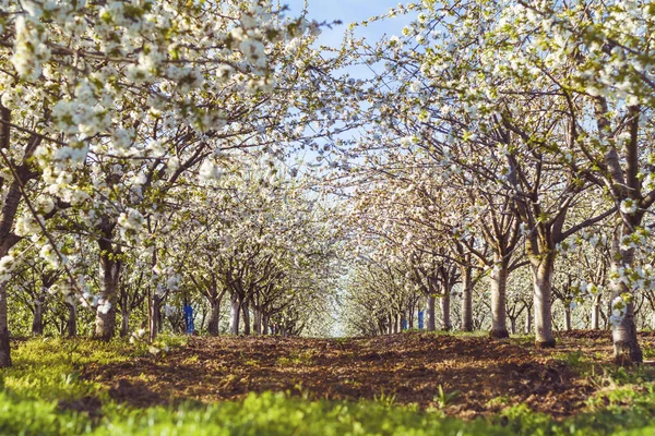 Bulgaristan 'da İlkbaharda Kiraz Bahçesinde Çiçek Açan Kiraz Ağaçları
