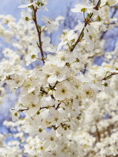 Bahar Kiraz Çiçeği Ağacı 'nın yakınında.