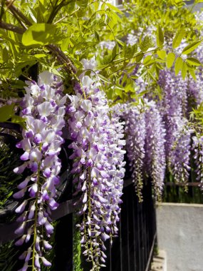 Mor Salkım Çiçekleri İlkbaharda Açar