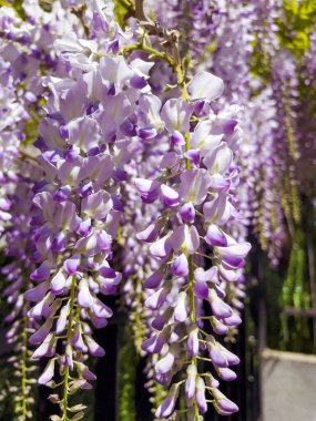 Mor Salkım Çiçekleri İlkbaharda Açar