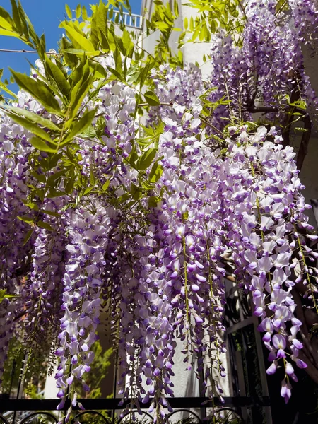 Purple Wisteria Flowers Blooming in the Spring