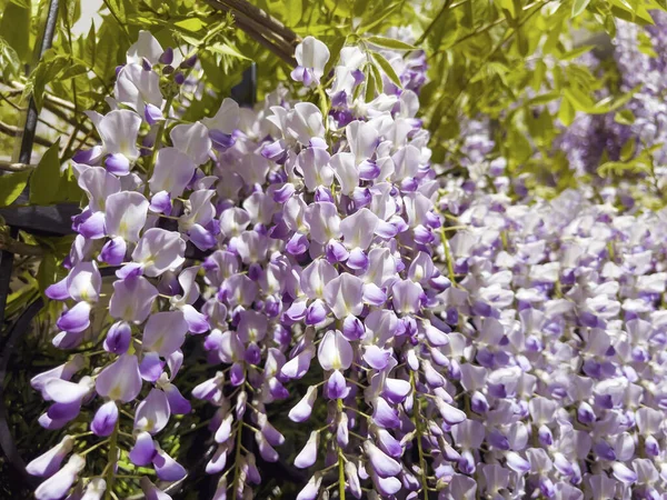 Glicine Viola Fiori Fiore Primavera — Foto Stock