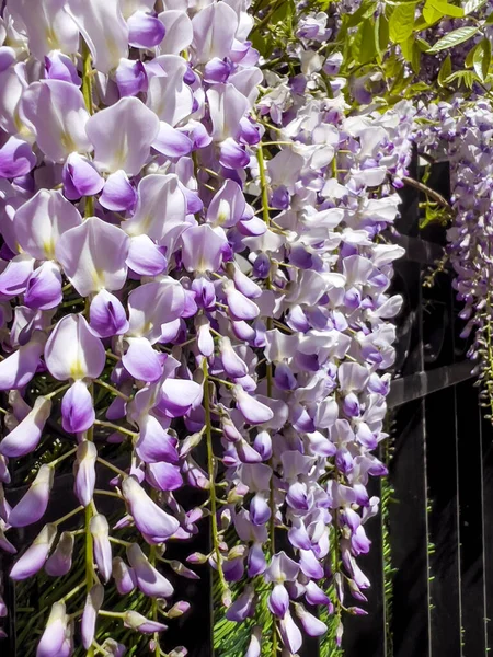 Glicine Viola Fiori Fiore Primavera — Foto Stock