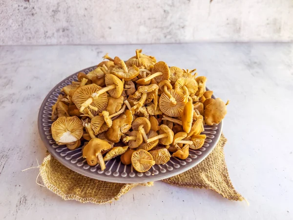 Gri dokulu arka planda çiğ mantar çeşitliliğiyle tabak