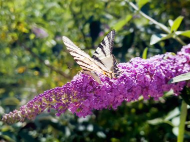 Beautiful White and Black Striped Butterfly on Pink Flower . Zebra Swallowtail Butterfly