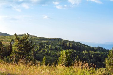 Summer Mountain Landscape with Pine Trees . Vitosha Mountain
