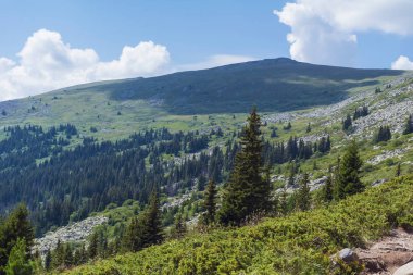 Summer Mountain Landscape with Pine Trees . Vitosha Mountain