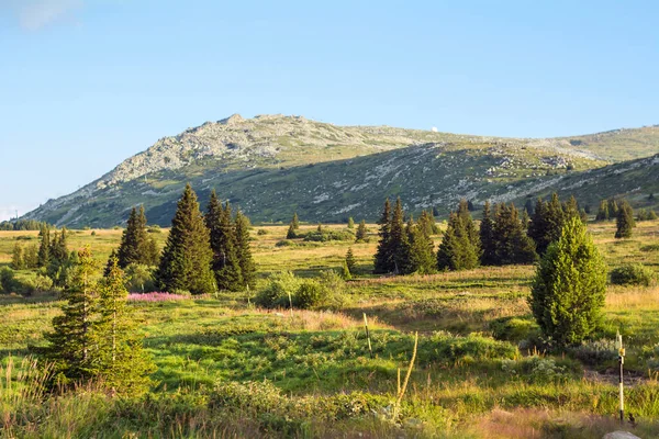 Літній Гірський Ландшафт Сосновими Деревами Гора Вітоша — стокове фото