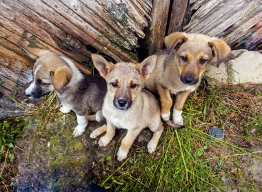 Three Baby Stray Dogs Sitting Outdoor and Looking at the camera