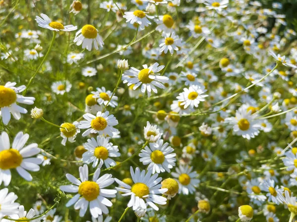 Many Daisy Flowers Blooming on a Spring Meadow. Flowers Background
